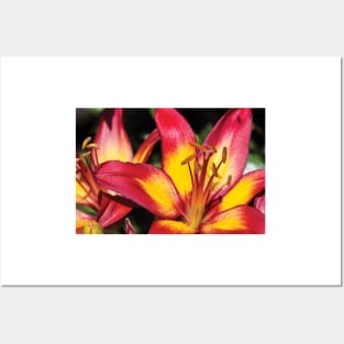 Tiger Lily Flowers Posters and Art